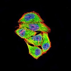Invitrogen COL1A2 Monoclonal Antibody (4D1A7) 100 &mu;g; Unconjugated:Antibodies,
