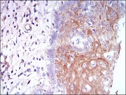Invitrogen CSF1R Monoclonal Antibody (6B9B9) 100 &mu;g; Unconjugated:Antibodies,