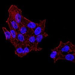 Invitrogen UAP56 Monoclonal Antibody (2F5G7) 100 &mu;g; Unconjugated:Antibodies,