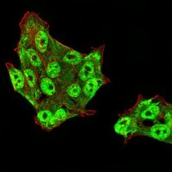 Invitrogen UAP56 Monoclonal Antibody (2F5G7) 100 &mu;g; Unconjugated:Antibodies,
