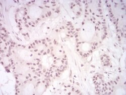 Invitrogen UAP56 Monoclonal Antibody (2F5G7) 100 &mu;g; Unconjugated:Antibodies,