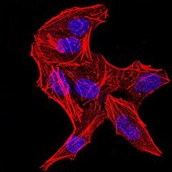 DDX3 Monoclonal Antibody (3B9E3), Invitrogen 100 &mu;g; Unconjugated:Antibodies,