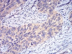 DDX3 Monoclonal Antibody (3B9E3), Invitrogen 100 &mu;g; Unconjugated:Antibodies,