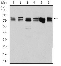 DDX3 Monoclonal Antibody (3B9E3), Invitrogen 100 &mu;g; Unconjugated:Antibodies,