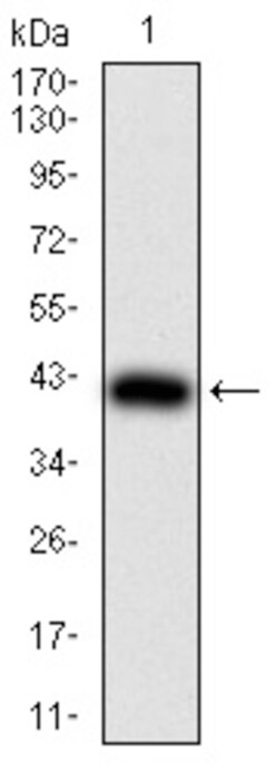 DDX3 Monoclonal Antibody (3B9E3), Invitrogen 100 &mu;g; Unconjugated:Antibodies,