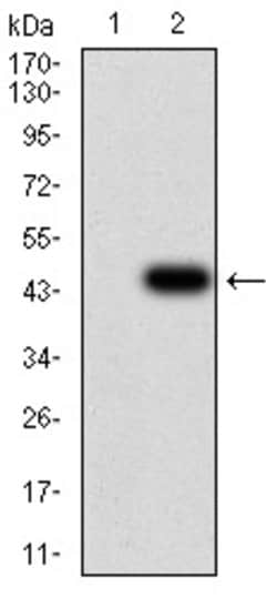 DDX3 Monoclonal Antibody (3B9E3), Invitrogen 100 &mu;g; Unconjugated:Antibodies,