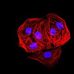 Invitrogen EHMT2 Monoclonal Antibody (2D12A11) 100 &mu;g; Unconjugated:Antibodies,
