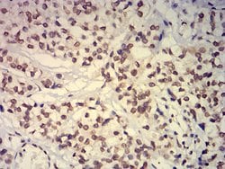 Invitrogen EHMT2 Monoclonal Antibody (2D12A11) 100 &mu;g; Unconjugated:Antibodies,