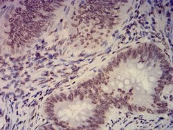 Invitrogen EHMT2 Monoclonal Antibody (2D12A11) 100 &mu;g; Unconjugated:Antibodies,