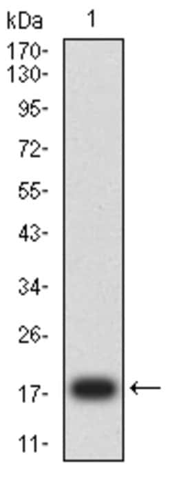 Invitrogen FGF2 Monoclonal Antibody (1D6B5) 100 &mu;g; Unconjugated:Antibodies,