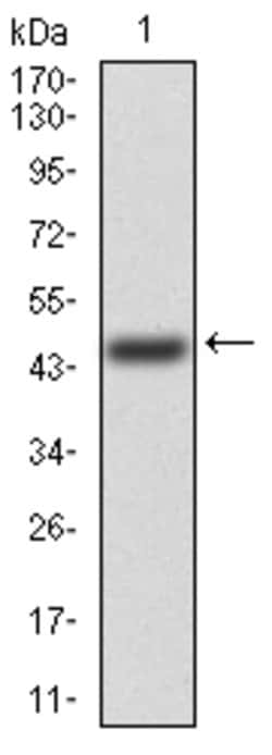 Invitrogen FGFR3 Monoclonal Antibody (2H10B4) 100 &mu;g; Unconjugated:Antibodies,