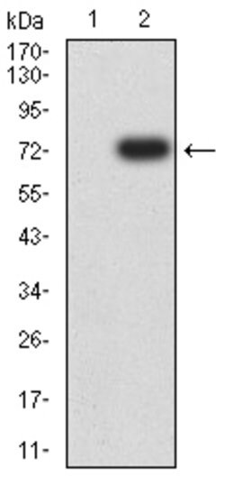 Invitrogen FSHR Monoclonal Antibody (3D5G9) 100 &mu;g; Unconjugated:Antibodies,