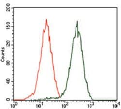Invitrogen GATA6 Monoclonal Antibody (2F10G3) 100 &mu;g; Unconjugated:Antibodies,