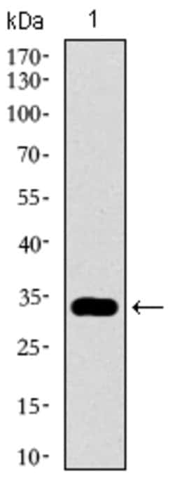 Invitrogen GATA6 Monoclonal Antibody (2F10G3) 100 &mu;g; Unconjugated:Antibodies,
