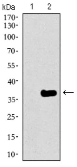 Invitrogen GATA6 Monoclonal Antibody (2F10G3) 100 &mu;g; Unconjugated:Antibodies,