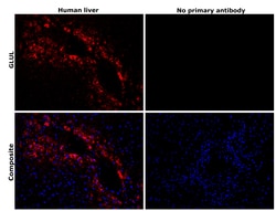 Invitrogen Glutamine Synthetase Monoclonal Antibody (2D11A2) 100 &mu;g;