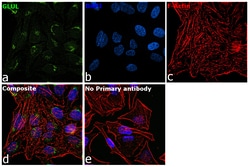 Invitrogen Glutamine Synthetase Monoclonal Antibody (2D11A2) 100 &mu;g;
