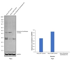 Invitrogen Glutamine Synthetase Monoclonal Antibody (2D11A2) 100 &mu;g;
