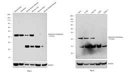 Invitrogen Glutamine Synthetase Monoclonal Antibody (2D11A2) 100 &mu;g;