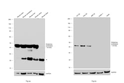 Invitrogen Glutamine Synthetase Monoclonal Antibody (2D11A2) 100 &mu;g;