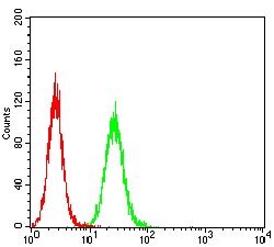 Invitrogen Glutamine Synthetase Monoclonal Antibody (2D11A2) 100 &mu;g;