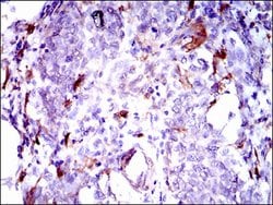 Invitrogen GPNMB Monoclonal Antibody (7C10E5) 100 &mu;g; Unconjugated:Antibodies,