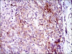 Invitrogen GPNMB Monoclonal Antibody (7C10E5) 100 &mu;g; Unconjugated:Antibodies,