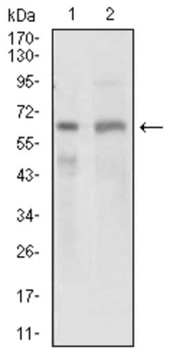 Invitrogen GPNMB Monoclonal Antibody (7C10E5) 100 &mu;g; Unconjugated:Antibodies,