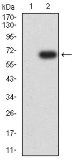 HAS1 Monoclonal Antibody (5C9D6):Antibodies, Monoclonal