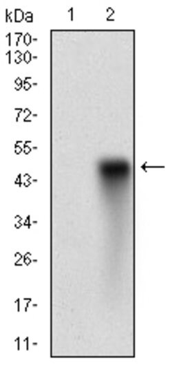Invitrogen HDAC10 Monoclonal Antibody (3B6B8) 100 &mu;g; Unconjugated:Antibodies,