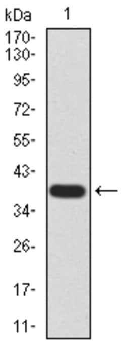 Invitrogen HDAC2 Monoclonal Antibody (4C10C3) 100 &mu;g; Unconjugated:Antibodies,