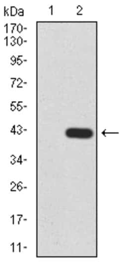 Invitrogen HDAC2 Monoclonal Antibody (4C10C3) 100 &mu;g; Unconjugated:Antibodies,
