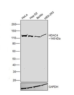 HDAC4 Monoclonal Antibody (5E4A5):Antibodies, Monoclonal