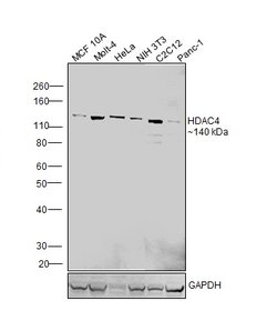 Invitrogen HDAC4 Monoclonal Antibody (7E2E6) 100 &mu;g; Unconjugated:Antibodies,