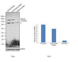 Invitrogen HDAC4 Monoclonal Antibody (7E2E6) 100 &mu;g; Unconjugated:Antibodies,