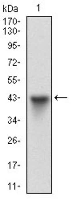 Invitrogen HSF1 Monoclonal Antibody (4D5F4) 100 &mu;g; Unconjugated:Antibodies,