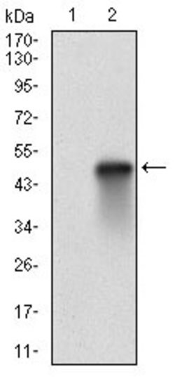 Invitrogen HSF1 Monoclonal Antibody (4D5F4) 100 &mu;g; Unconjugated:Antibodies,