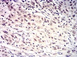 Invitrogen HTRA2 Monoclonal Antibody (6H7A8) 100 &mu;g; Unconjugated:Antibodies,