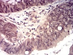 Invitrogen HTRA2 Monoclonal Antibody (6H7A8) 100 &mu;g; Unconjugated:Antibodies,