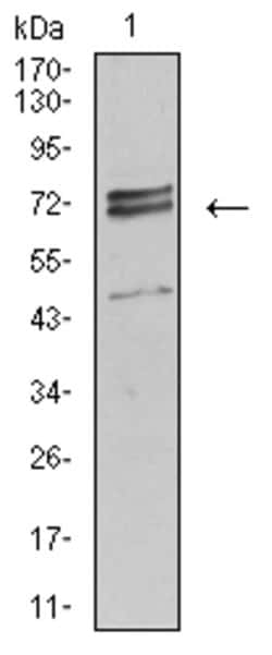 Invitrogen IL1R1 Monoclonal Antibody (4D2D12) 100 &mu;g; Unconjugated:Antibodies,
