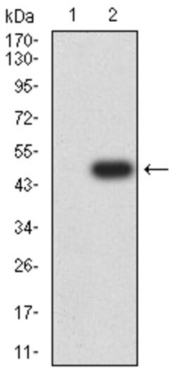 Invitrogen SETD8 Monoclonal Antibody (7H1G10) 100 &mu;g | Buy Online | Invitrogen&trade; | Fisher Scientific