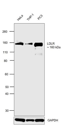 Invitrogen LDLR Monoclonal Antibody (1B10H10) 100 &mu;g | Buy Online | Invitrogen&trade; | Fisher Scientific