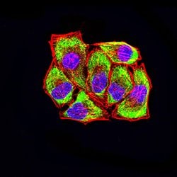 Invitrogen LRP3 Monoclonal Antibody (7B3A5E9) 100 &mu;g; Unconjugated:Antibodies,