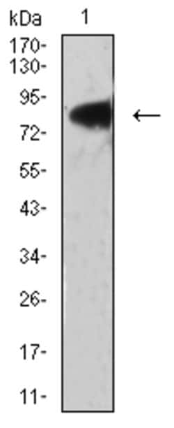Invitrogen LRP3 Monoclonal Antibody (7B3A5E9) 100 &mu;g; Unconjugated:Antibodies,