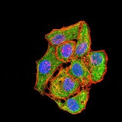 Invitrogen MEK3 Monoclonal Antibody (2E12D11) 100 &mu;g; Unconjugated:Antibodies,