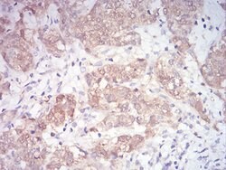 Invitrogen MEK3 Monoclonal Antibody (2E12D11) 100 &mu;g; Unconjugated:Antibodies,