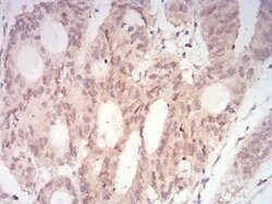 Invitrogen MEK3 Monoclonal Antibody (2E12D11) 100 &mu;g; Unconjugated:Antibodies,