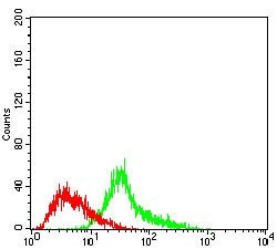 Invitrogen Menin Monoclonal Antibody (7D3E10) 100 &mu;g; Unconjugated:Antibodies,