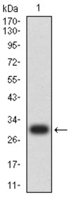 Invitrogen Mesothelin Monoclonal Antibody (7E6A6) 100 &mu;g; Unconjugated:Antibodies,
