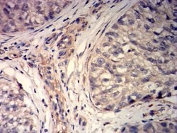 Invitrogen MYLK Monoclonal Antibody (7F2B11) 100 &mu;g; Unconjugated:Antibodies,